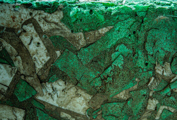 green moss on the wall