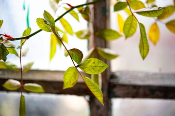 leaves on a branch
