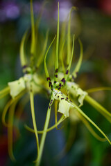 Orchid, Brassia, Yellow, Green, Flower, Tropical