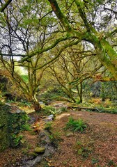 Ramaje y follaje espeso en un bosque de Galicia