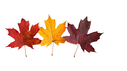  A few falling autumn maple leaves isolated on Transparent PNG format Background 