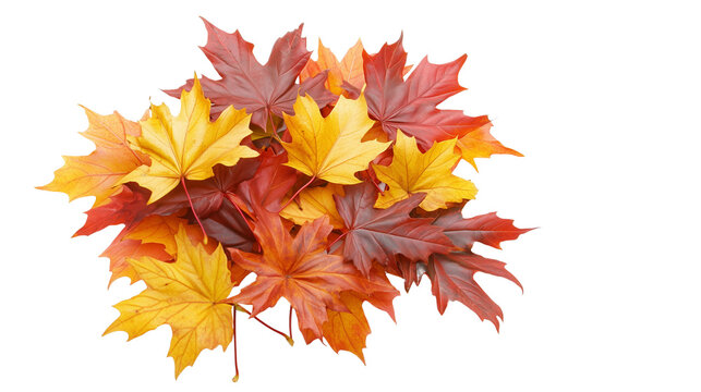  A few falling autumn maple leaves isolated on Transparent PNG format Background 