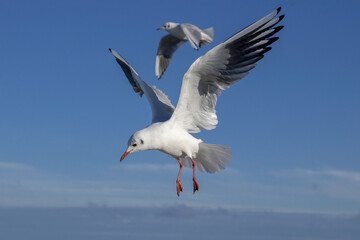 Black headed Gull in flight