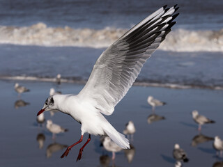 Black headed Gull in flight