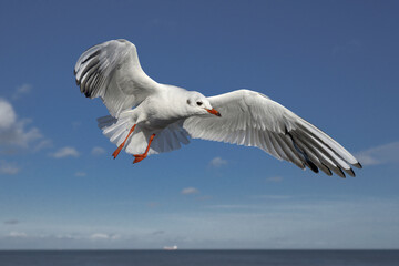 Black headed Gull in flight