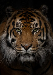 Big tiger portrait