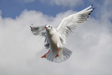 Black headed Gull in flight