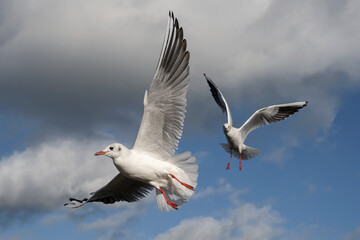 Black headed Gull in flight