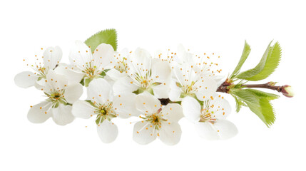 Fototapeta premium Blossom branch transparent background