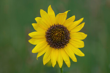 common sunflower