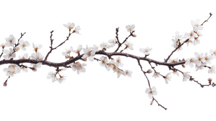 Blossom branch transparent background