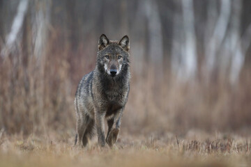 Wilk szary, wilk (Canis lupus) , wolf © Bartosz Rakoczy