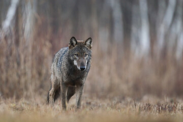 Wilk szary, wilk (Canis lupus) , wolf © Bartosz Rakoczy