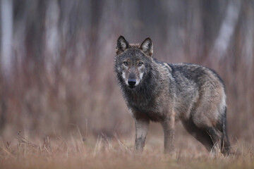 Wilk szary, wilk (Canis lupus) , wolf © Bartosz Rakoczy