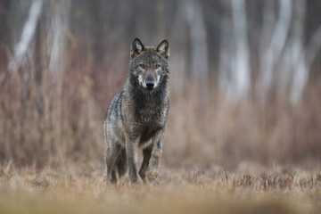 Wilk szary, wilk (Canis lupus) , wolf