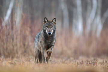 Wilk szary, wilk (Canis lupus) , wolf © Bartosz Rakoczy