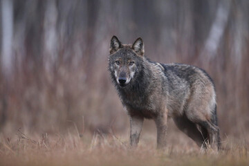 Wilk szary, wilk (Canis lupus) , wolf © Bartosz Rakoczy