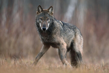Wilk szary, wilk (Canis lupus) , wolf © Bartosz Rakoczy