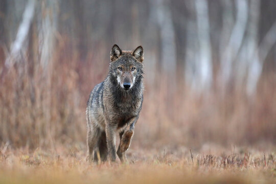 Wilk szary, wilk (Canis lupus) , wolf