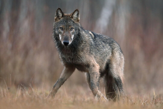 Wilk szary, wilk (Canis lupus) , wolf