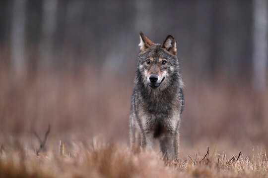 Wilk szary, wilk (Canis lupus) , wolf
