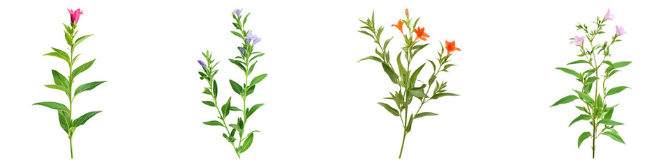 Fototapeta premium Cuphea isolated on transparent background, Set of