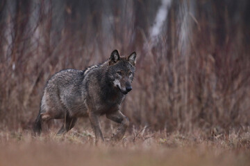 Wilk szary, wilk (Canis lupus) , wolf © Bartosz Rakoczy