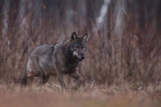 Wilk szary, wilk (Canis lupus) , wolf