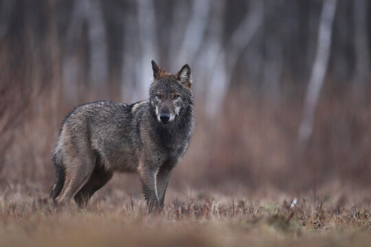 Wilk szary, wilk (Canis lupus) , wolf