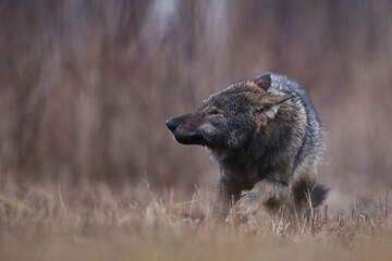 Wilk szary, wilk (Canis lupus) , wolf © Bartosz Rakoczy