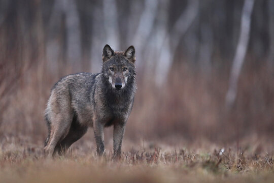 Wilk szary, wilk (Canis lupus) , wolf