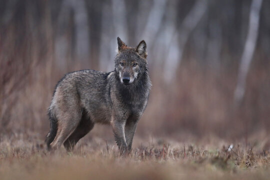 Wilk szary, wilk (Canis lupus) , wolf