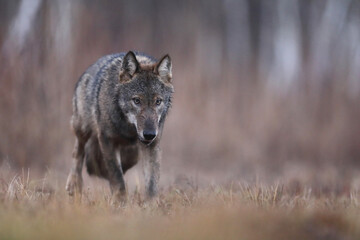 Wilk szary, wilk (Canis lupus) , wolf © Bartosz Rakoczy