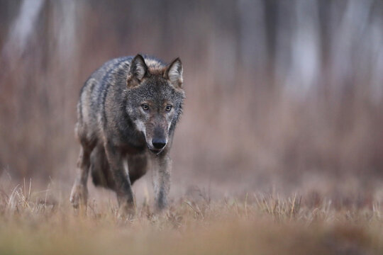 Wilk szary, wilk (Canis lupus) , wolf