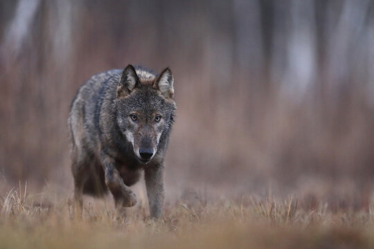 Wilk szary, wilk (Canis lupus) , wolf