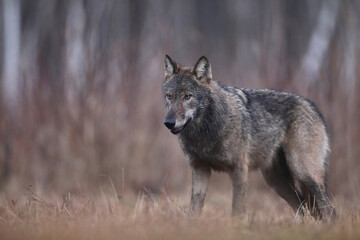 Wilk szary, wilk (Canis lupus) , wolf