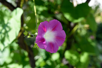 A pink flower in the greenery. A pale pink Ipomoea flower.