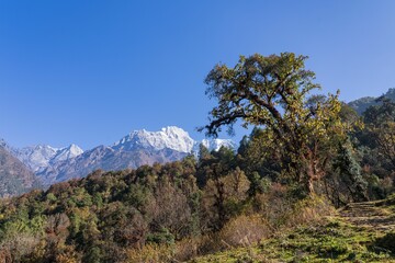 Scenic view of a lush forest with a prominent tree and snow-capped Gaurishankar mountain