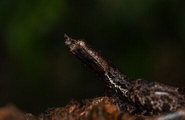 Guardians of the forest 