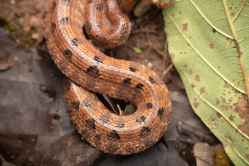 Guardians of the forest 