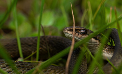 Guardians of the forest 