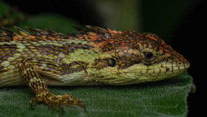 Guardians of the forest 