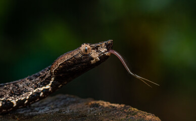 Guardians of the forest 