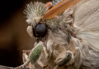 Guardians of the forest 