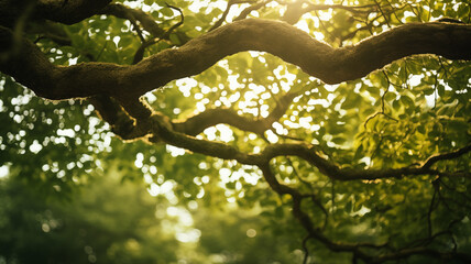 Fototapeta premium Lush Green Canopies of Dense Forest, Vibrant Foliage Creating a Serene Natural Retreat, Perfect for Eco-Tourism Promotions, Nature Wallpapers, Environmental Campaigns, and Relaxation Themes