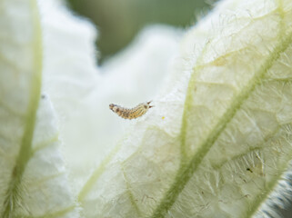 Small Wonders: Macro Photography of insect