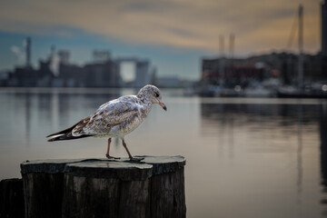 A seagull in Baltimore Inner Harbor