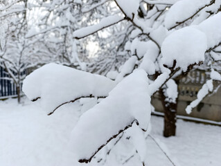 A snow covered tree branch in front of a building