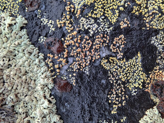 close up of a coral
