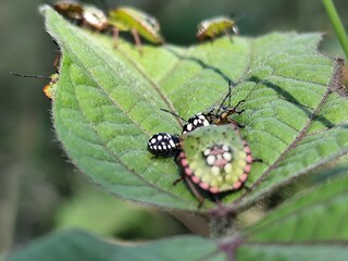 Close-up photo of a tiny brown insect perched on a bright green leaf, surrounded by lush summer foliage.